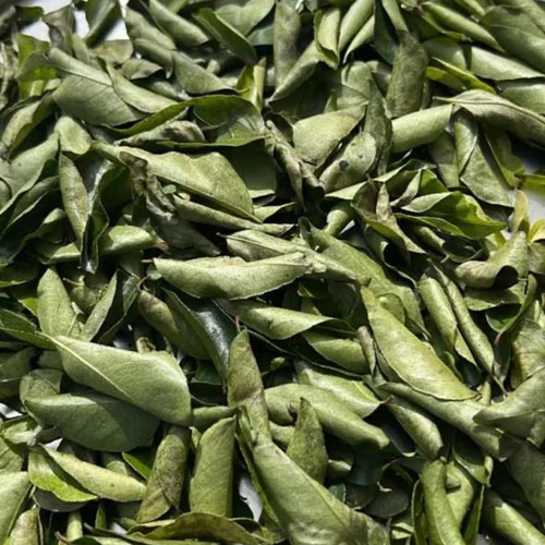 Curry Leaves